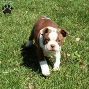 Buttercup, Boston Terrier Puppy