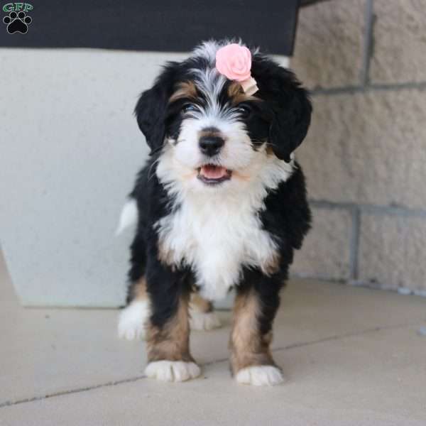 Emberly, Mini Bernedoodle Puppy