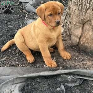 Riley, Fox Red Labrador Retriever Puppy