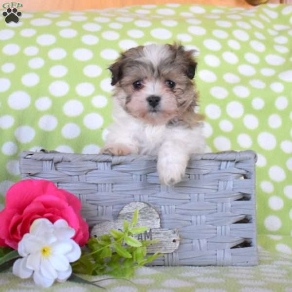 Cadbury, Havanese Puppy
