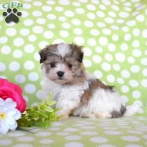 Cadbury, Havanese Puppy