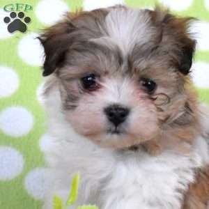 Cadbury, Havanese Puppy