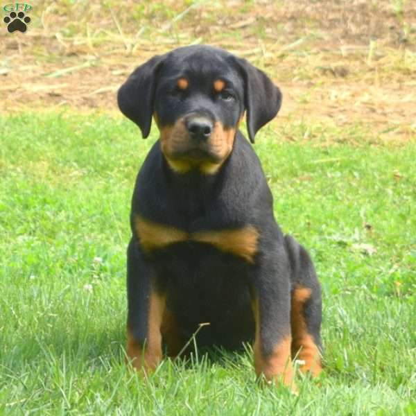 Cali, Rottweiler Puppy