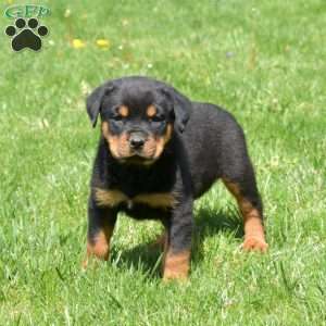 Cali, Rottweiler Puppy