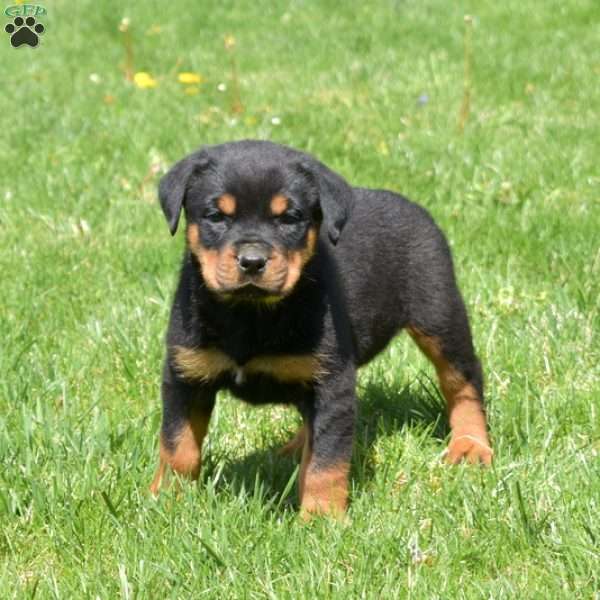 Cali, Rottweiler Puppy