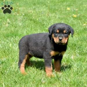 Cali, Rottweiler Puppy
