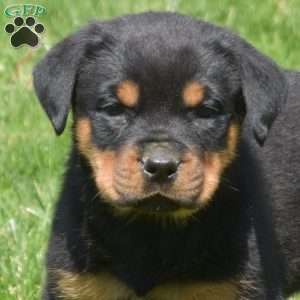 Cali, Rottweiler Puppy