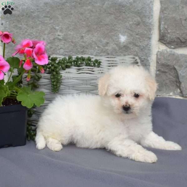 Callie, Bichon Frise Puppy
