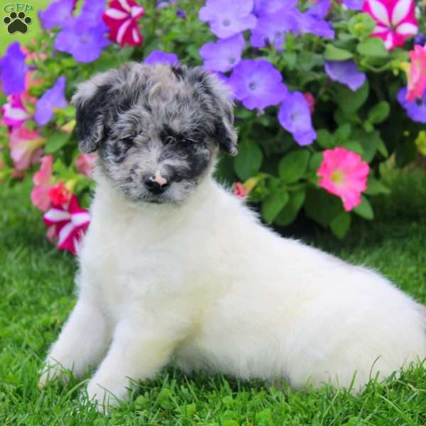 Callie, Aki-Poo Puppy