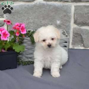Callie, Bichon Frise Puppy