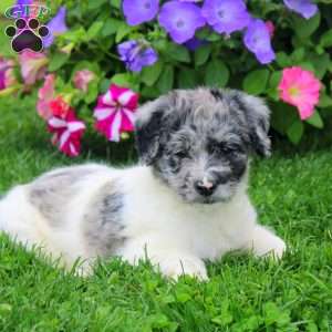 Callie, Aki-Poo Puppy