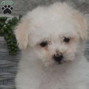 Callie, Bichon Frise Puppy