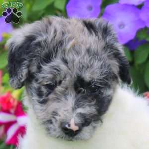 Callie, Aki-Poo Puppy