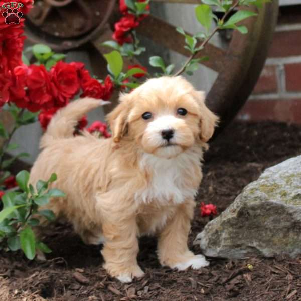 Candance, Maltipoo Puppy
