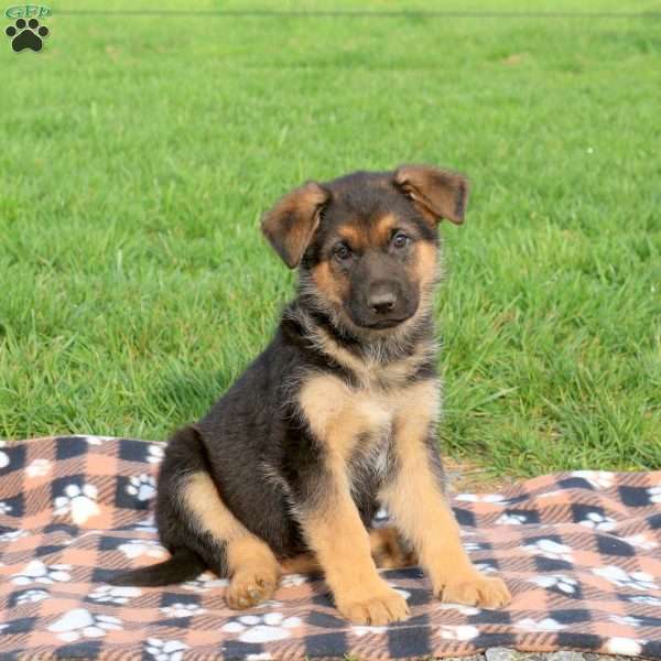Candy, German Shepherd Puppy