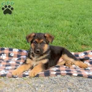 Candy, German Shepherd Puppy
