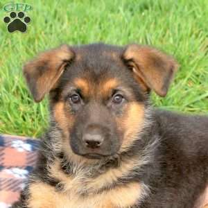 Candy, German Shepherd Puppy