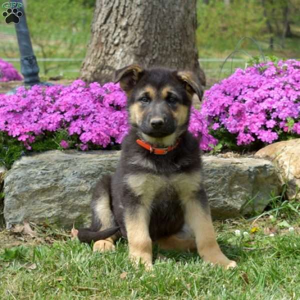 Capri, German Shepherd Puppy