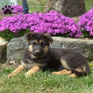Capri, German Shepherd Puppy
