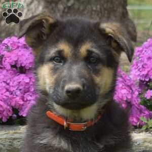Capri, German Shepherd Puppy