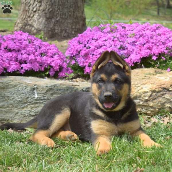 Captain, German Shepherd Puppy