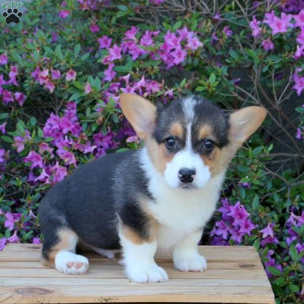 Captain, Pembroke Welsh Corgi Puppy