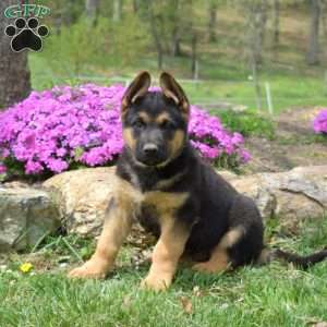 Captain, German Shepherd Puppy