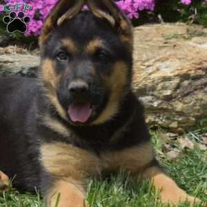 Captain, German Shepherd Puppy