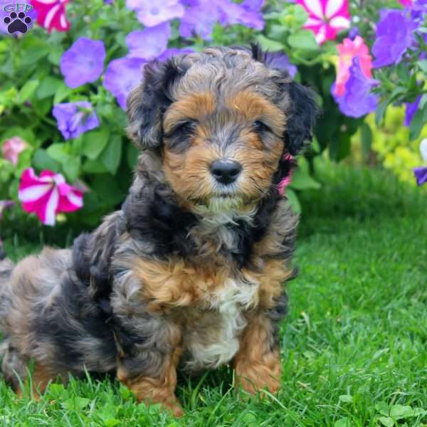 Carl, Aki-Poo Puppy