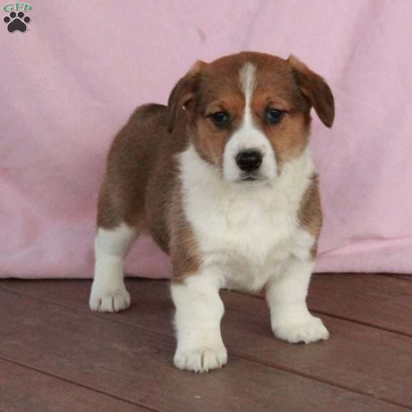Carla, Welsh Corgi Mix Puppy