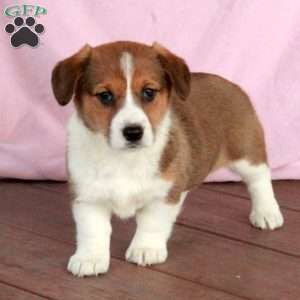 Carla, Welsh Corgi Mix Puppy