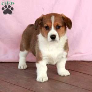 Carla, Welsh Corgi Mix Puppy