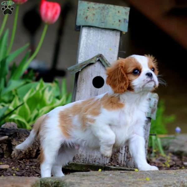 Carmel, Cavalier King Charles Spaniel Puppy
