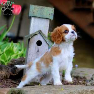 Carmel, Cavalier King Charles Spaniel Puppy