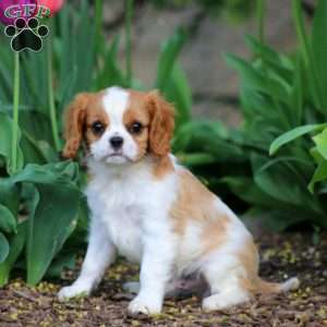 Carmel, Cavalier King Charles Spaniel Puppy