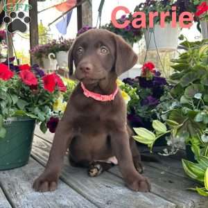 Carrie, Chocolate Labrador Retriever Puppy