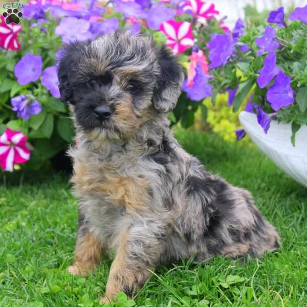 Carter, Aki-Poo Puppy