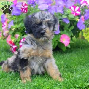 Carter, Aki-Poo Puppy