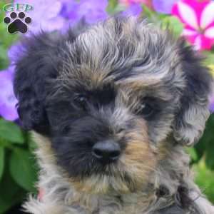 Carter, Aki-Poo Puppy
