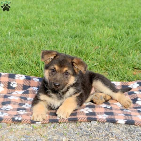 Casey, German Shepherd Puppy