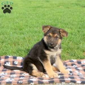 Casey, German Shepherd Puppy