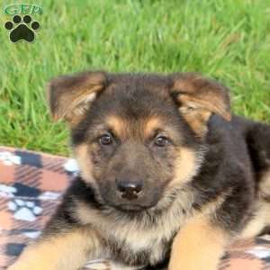Casey, German Shepherd Puppy