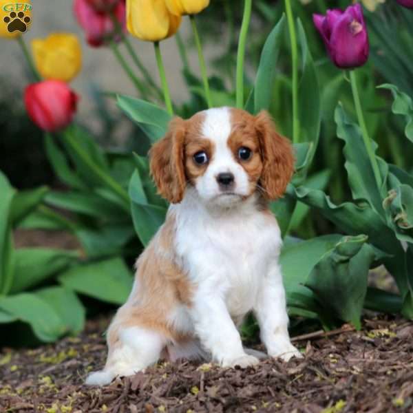 Cassie, Cavalier King Charles Spaniel Puppy
