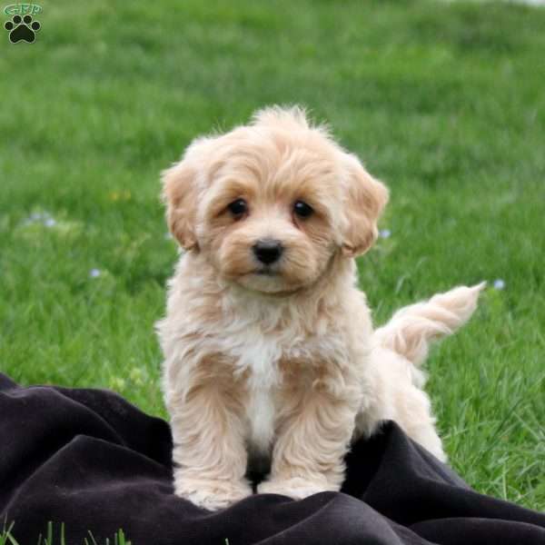 Cassie, Maltipoo Puppy