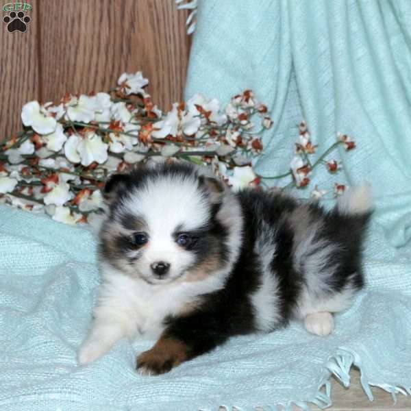 Cayla, Pomeranian Puppy