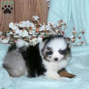 Cayla, Pomeranian Puppy