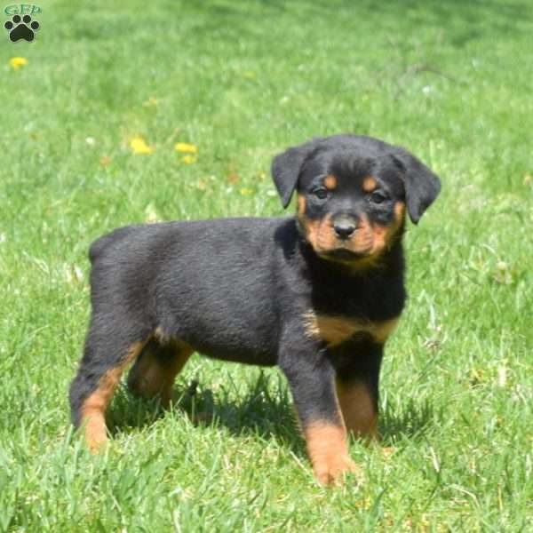 Chai, Rottweiler Puppy