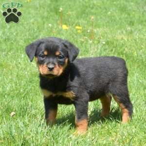 Chai, Rottweiler Puppy