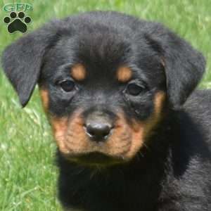 Chai, Rottweiler Puppy