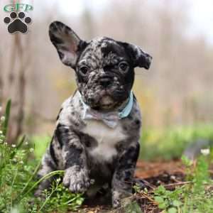 Champ, French Bulldog Puppy